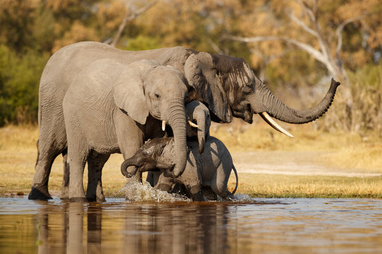Amazing african elephants. Elephants family bathing in the lake. Wildlife scene with amazing animals. Dangerous animals. Great tusker in the nature habitat. Loxodonta africana.
