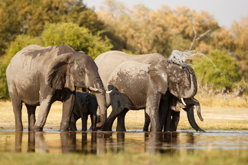 Amazing african elephants. Elephants family bathing in the lake. Wildlife scene with amazing animals. Dangerous animals. Great tusker in the nature habitat. Loxodonta africana.