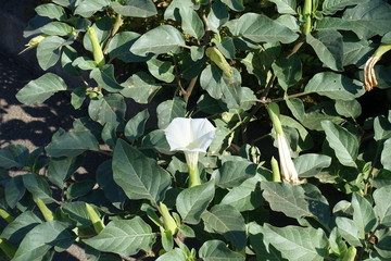Foliage and flowers of Datura innoxia in October