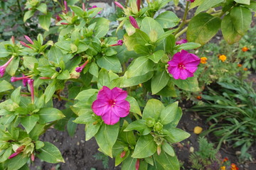 Mirabilis jalapa in bloom in late September