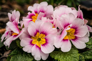 Lovely pink and purple primrose flowers bouquet blooming in the garden in early spring.