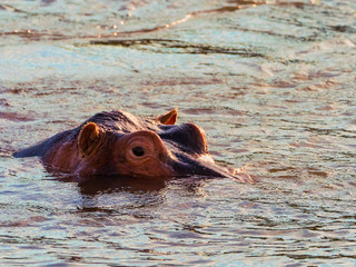 Hippo in Zambezi River, Zambia
