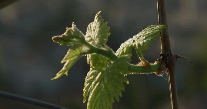 germoglio di vite in primavera