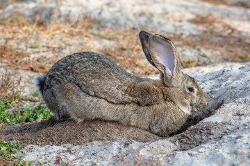 Portrait of a big beautiful rabbit in the yard