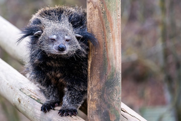 Binturong