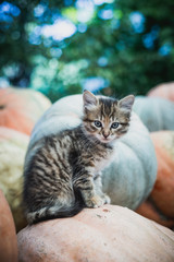 Naklejka na ściany i meble Cute gray kitten sitting on a pile of pumpkins