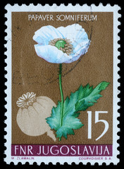Stamp printed in Yugoslavia shows opium poppy, series, circa 1959