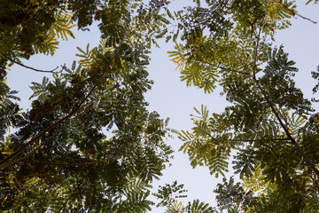 Tree branch against blue sky