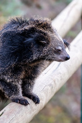 Binturong