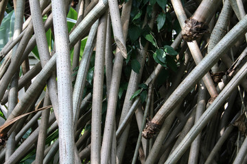 Details of bamboo trunks