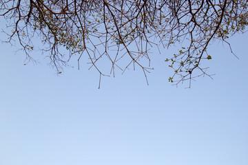 Obraz premium Tree branch against blue sky