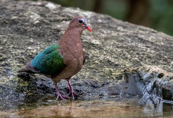 Emerald Dove on stone in nature