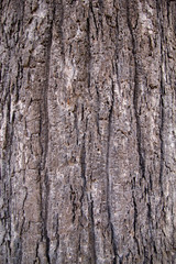 trunk skin pattern