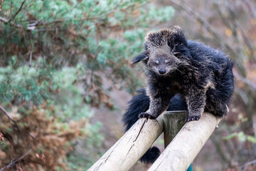 Binturong