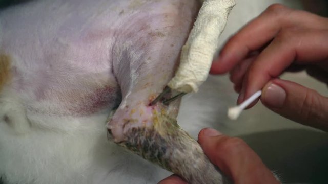 Wound Care for Cat's Injured Leg in Veterinarian Clinic