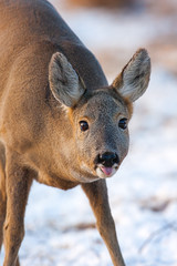 Portrait of roe deer, capreolus capreolus, in winter. Wild roe doe at sunset with snow in background. Freezing weather in wilderness.