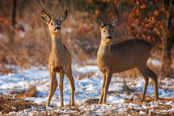 Two roe deer, capreolus capreolus, at winter time. Natural image of two wild animals watching curiously. Wildlife scenery witch autmn colors and snow on the ground.