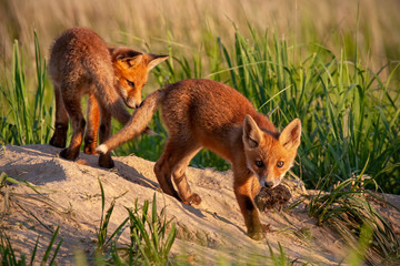Naklejka na ściany i meble Red fox, vulpes vulpes, small young cubs near den playing. Cute little wild predators in natural environment. Brotherhood of animlas in wilderness.