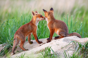 Red fox, vulpes vulpes, small young cubs near den playing. Cute little wild predators in natural environment. Brotherhood of animlas in wilderness.