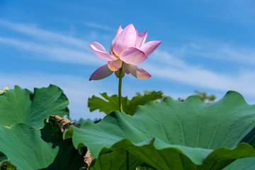 青空に映えるハスの花