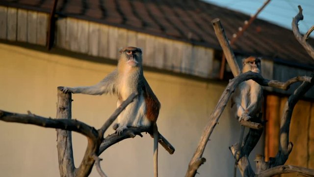 Patas monkey sitting in a tree