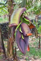 Madeira, Faja dos Padres, Bananenstauden