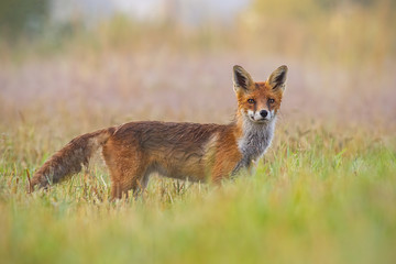 Naklejka na ściany i meble Red fox, vulpes vulpes, early in the morning with blurred background. Curious wild predator gazing to camera. Wildlife scenery from nature. Animal in wilderness.