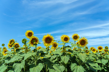 河北潟干拓地ひまわり村