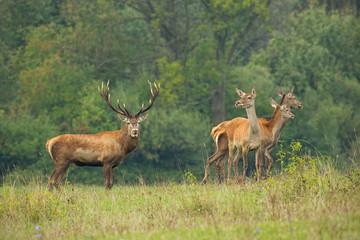 Herd of red deer, cervus elaphus, in rutting season. Wild animals in wilderness. Group of mammals in nature with green blurred background. Male and females, love concept.