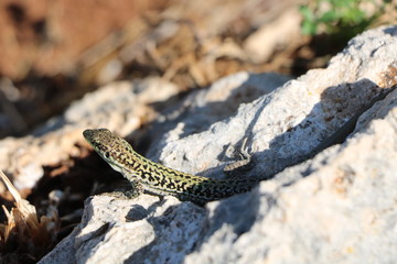 Lucertola prende il sole sulla roccia.