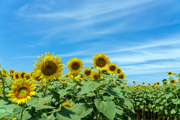 河北潟干拓地ひまわり村