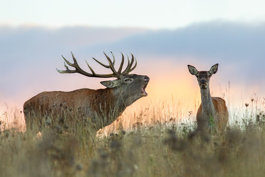 Red deer, cervus elaphus, couple during rutting season. Roaring wild stag at sunset. Wildlife scenery on a horizon with orange color in background.