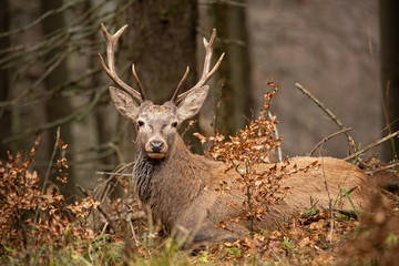 Red deer, cervus elaphus, lying in the autumn forest. Peaceful willdife scenery. Animal in natural environment. Orange vivid colors.