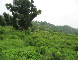 green tree in a field