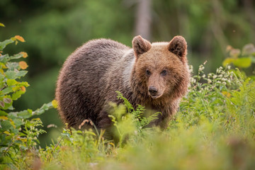 Fluffy young brown bear, ursus arctos in summer at sunset. Cute wild animal staring at the camera. Wildlife scenery from nature.