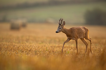 Roe deer, capreolus capreolus, buck in summer. Wild animal with space around approaching. Wildlife scenery of mammal walking on a meadow with flowers.