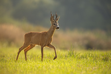 Roe deer, capreolus capreolus, buck in summer. Wild animal in backlight walking. Wildlife scenery...