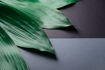 Tropical leaves on color background
