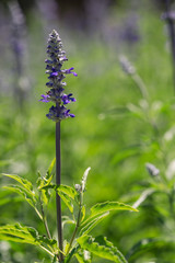 purple salvia flower
