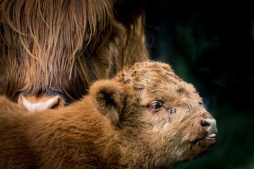 Schottisches Highland Rind Mutter und Kalb bei der Körperpflege