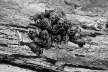 Snapdragons 1