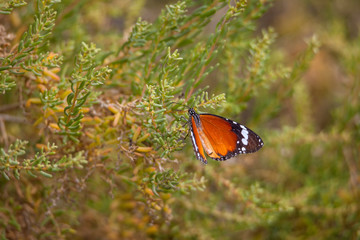 Monarch Butterfly with reed of grass and green environment background in Saudi Arabia.