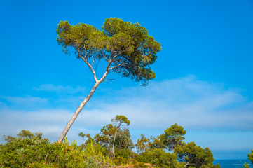 Pine tree on Pointe du Layet in Le Lavandou