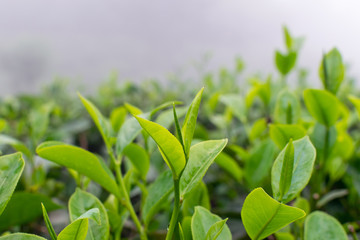 Fototapeta na wymiar Close up of tea leaves