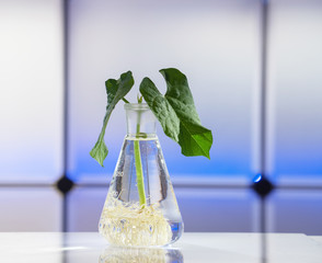 Green plant in laboratory chemical flask