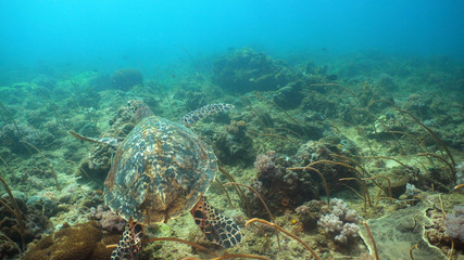 Sea turtle between corals underwater. Wonderful and beautiful underwater world. Diving and snorkeling in the tropical sea, Philippines, Mindoro.