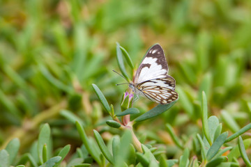 Monarch Butterfly with reed of grass and green environment background in Saudi Arabia.