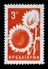 Stamp printed in Bulgaria shows Sunflower, Agricultural Products series, circa 1965.