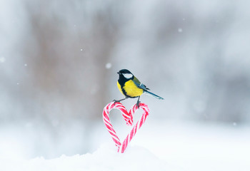 greeting card with cute little bird tit flies to a frame of red sweet heart-shaped lollipops in white snow on Valentine's Day