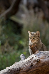 Wildkatze (Felis silvestris)